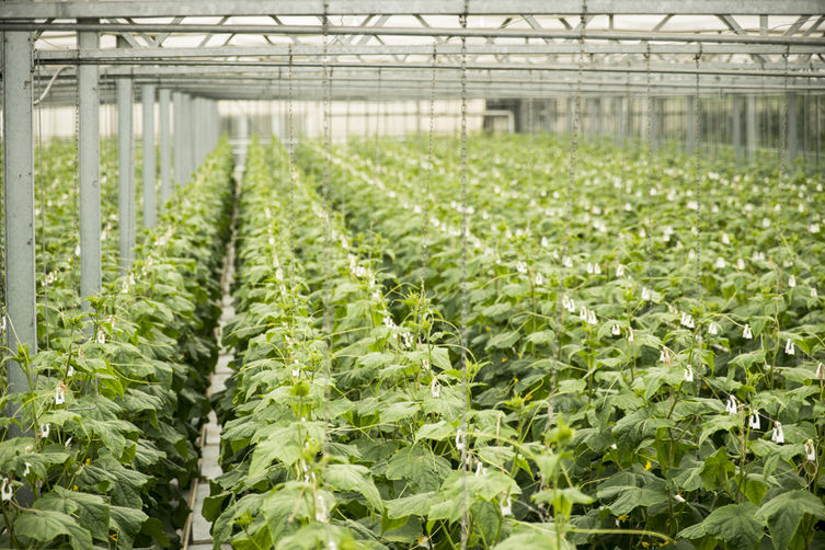 Gewächshausbeheizung Gärtnerei Schippani